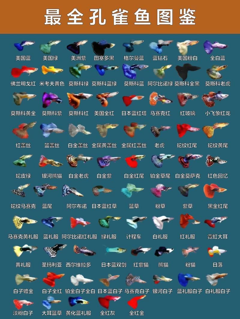 孔雀魚大全名帶圖 孔雀魚大全名帶圖 龍魚百科 第4張