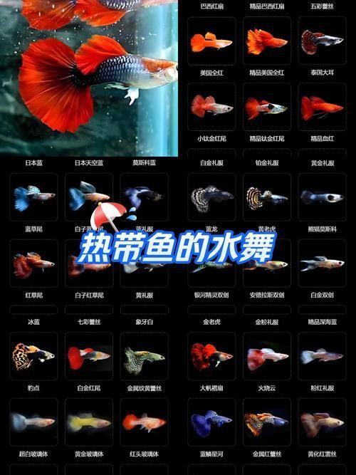 孔雀魚大全名帶圖 孔雀魚大全名帶圖 龍魚百科 第7張