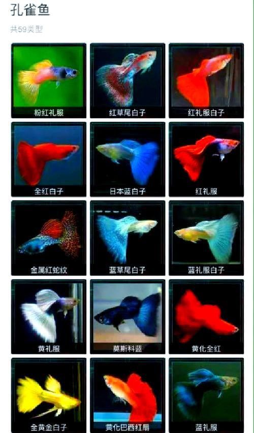 孔雀魚大全名帶圖 孔雀魚大全名帶圖 龍魚百科 第15張