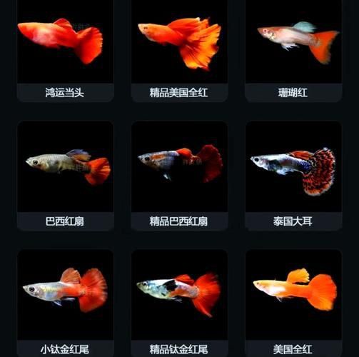 孔雀魚大全名帶圖 孔雀魚大全名帶圖 龍魚百科 第17張