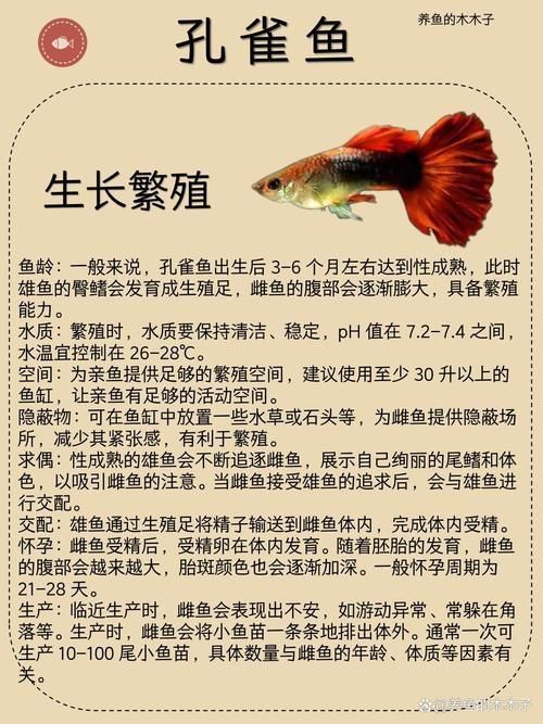 孔雀魚大全名帶圖 孔雀魚大全名帶圖 龍魚百科 第23張