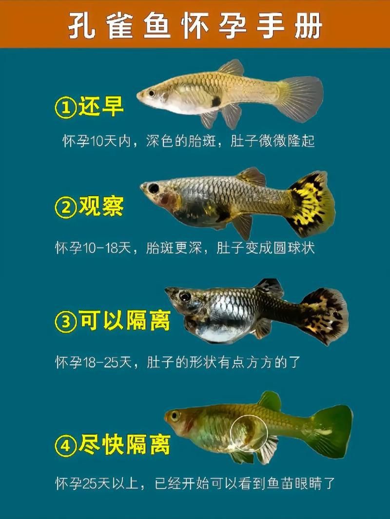 孔雀魚大全名帶圖 孔雀魚大全名帶圖 龍魚百科 第22張
