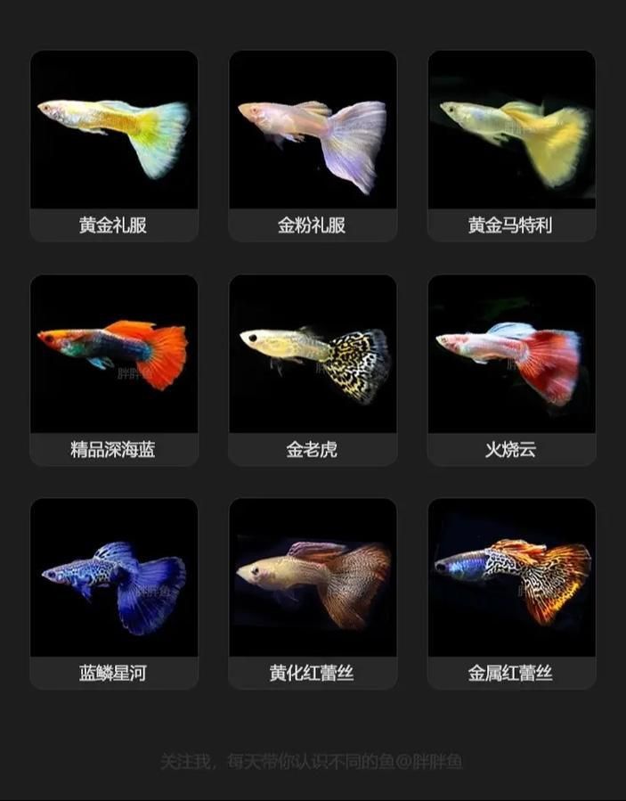 孔雀魚大全名帶圖 孔雀魚大全名帶圖 龍魚百科 第26張