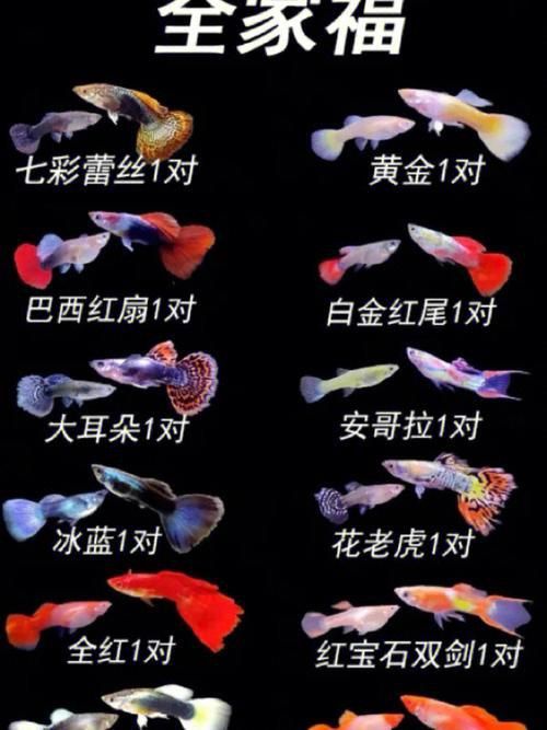 孔雀魚大全名帶圖 孔雀魚大全名帶圖 龍魚百科 第27張