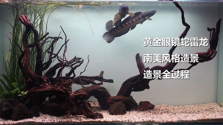 黃金眼鏡蛇雷龍魚缸壁紙（關于龍魚魚缸背景圖片的相關內容）