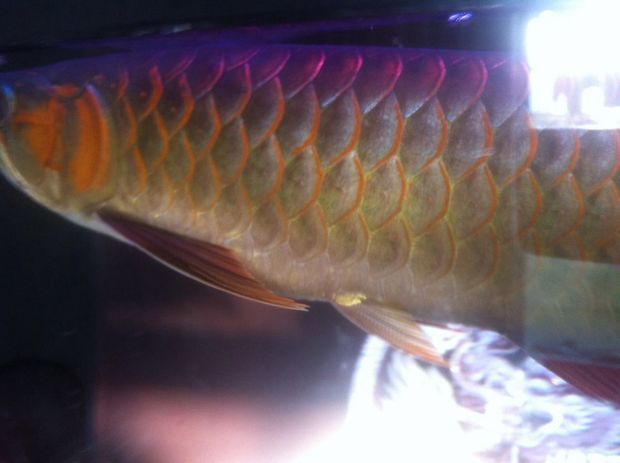 龍魚賣多少錢：如何辨別龍魚健康，龍魚市場價格波動原因