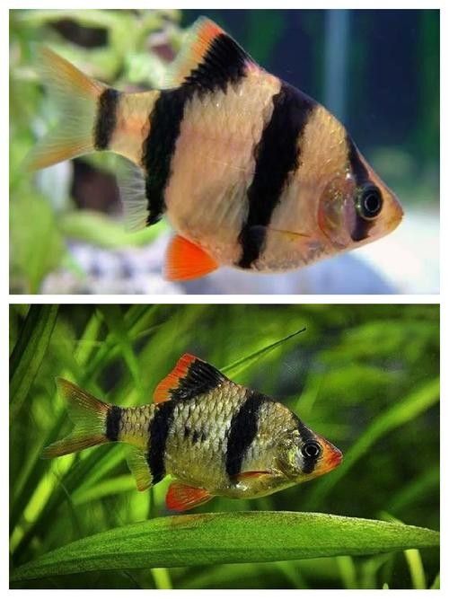 龍魚和虎皮能混養嗎圖片