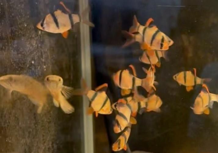 龍魚和虎皮能混養嗎圖片