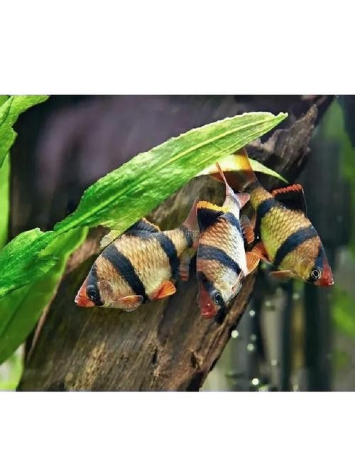 龍魚和虎皮能混養嗎圖片