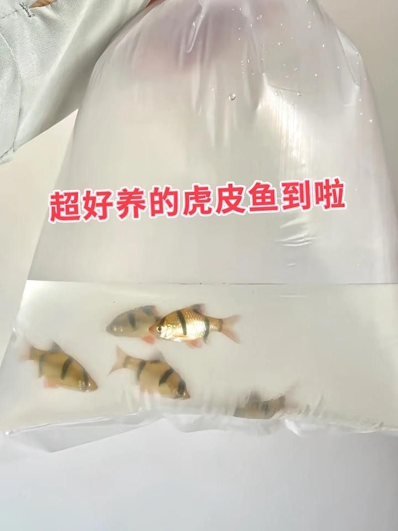 龍魚和虎皮能混養嗎圖片
