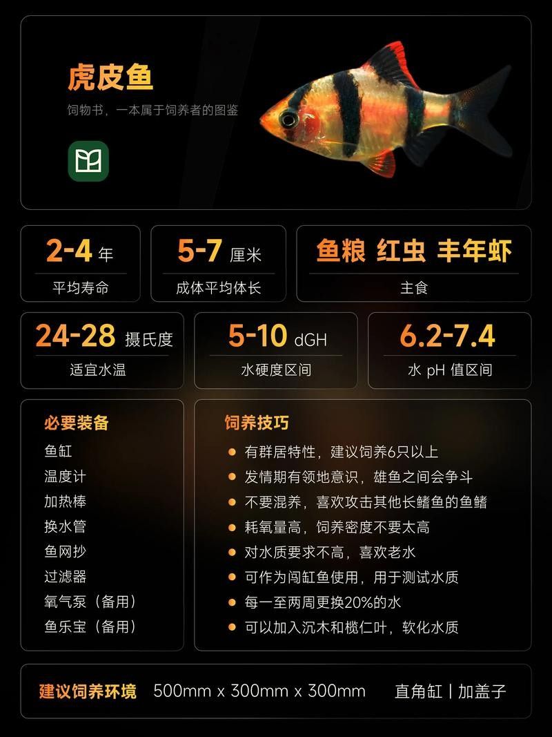 龍魚和虎皮能混養嗎圖片
