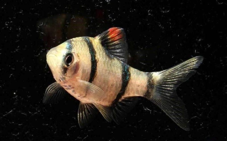 龍魚和虎皮能混養嗎圖片