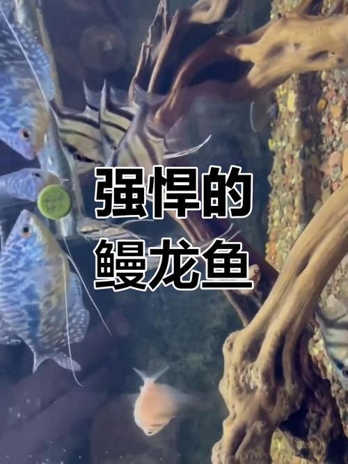 龍魚和虎皮能混養嗎圖片