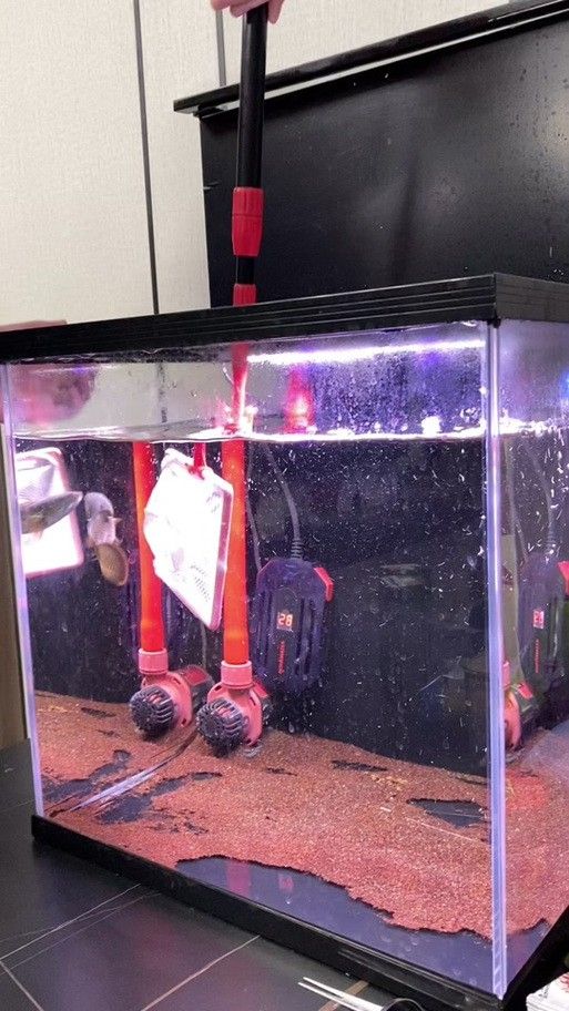 龍魚和虎皮能混養嗎圖片