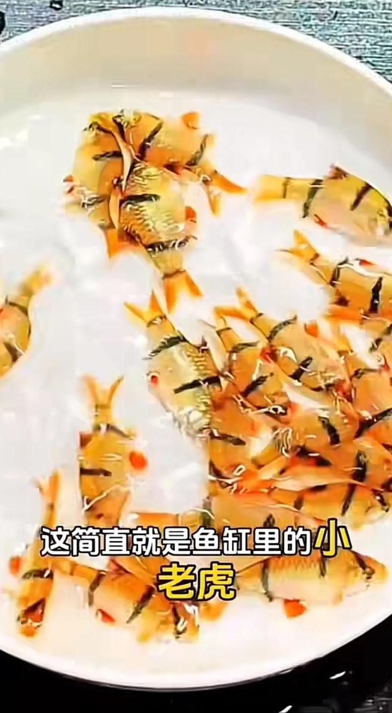 龍魚和虎皮能混養嗎圖片