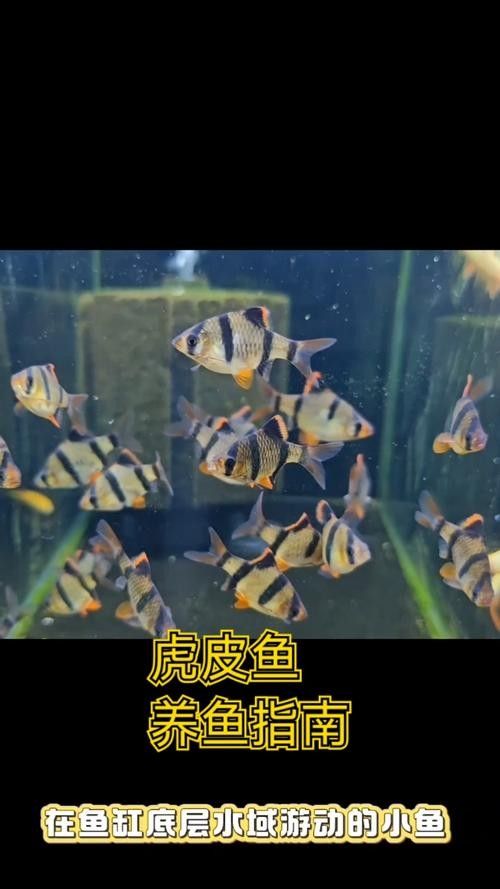 龍魚和虎皮能混養嗎圖片
