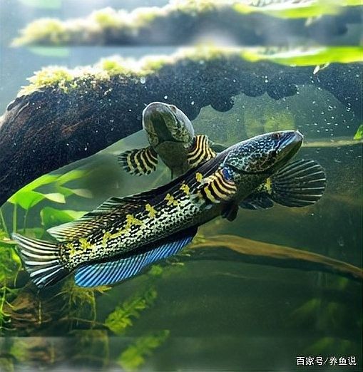 雷龍魚吃老鼠