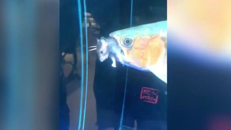 雷龍魚吃老鼠