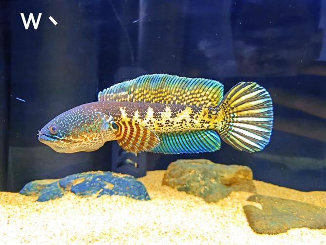 白色雷龍魚品種大全圖解及價格 白色雷龍魚品種大全圖解及價格 龍魚百科 第4張