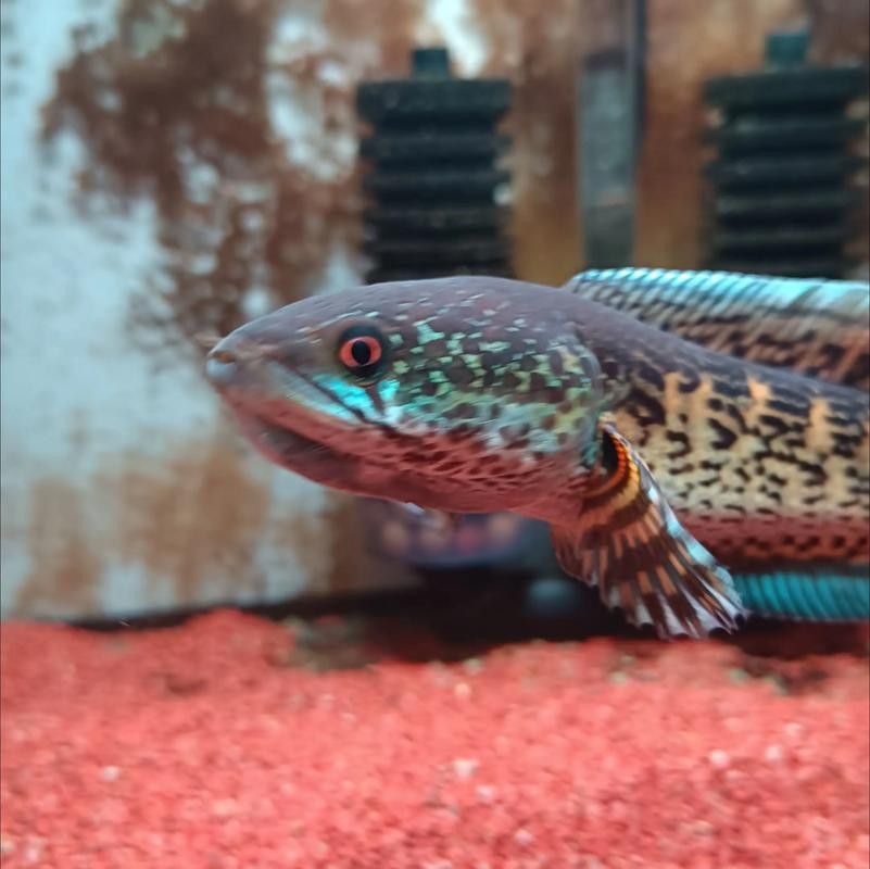 白色雷龍魚品種大全圖解及價格 白色雷龍魚品種大全圖解及價格 龍魚百科 第13張