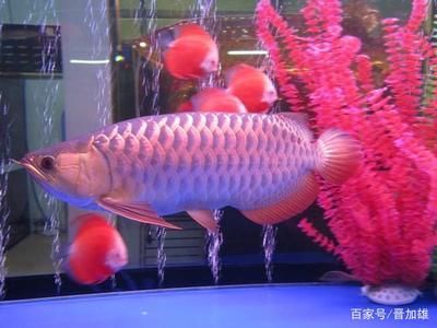 金龍魚公母怎么分辨（金龍魚公母分辨技巧）