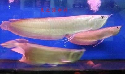 觀賞魚銀龍魚價格表（觀賞魚銀龍魚價格信息：銀龍魚價格信息）