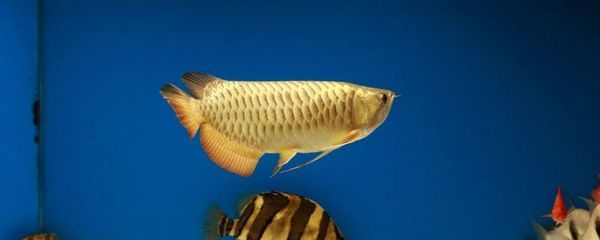 金龍魚能長(zhǎng)多大：世界上最大的金龍魚體長(zhǎng)可達(dá)80cm左右