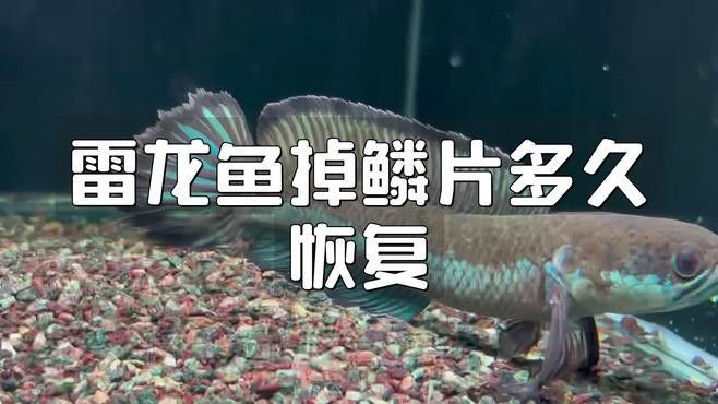 龍魚掉鱗后多久會恢復？