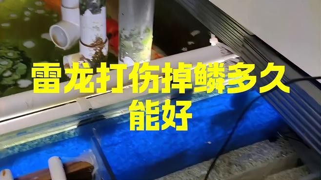 龍魚掉鱗后多久會恢復？