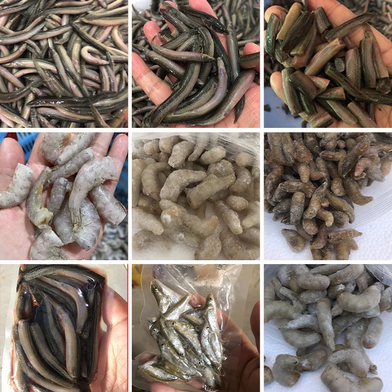 龍魚飼料自制（關于自制龍魚飼料的方法和注意事項）