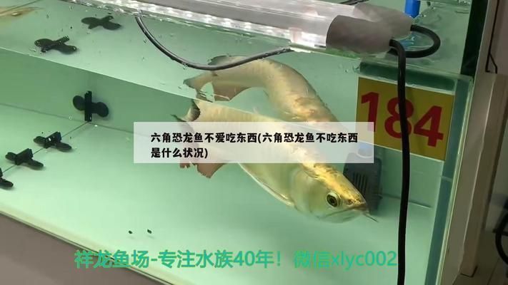 六角恐龍魚在水里游來游去和玩耍有關系嗎，六角恐龍魚在水下的行為與玩耍之間的關系