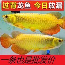 有哪些平臺可以購買古典過背金龍？ 有哪些平臺可以購買古典過背金龍？ 龍魚百科 第12張