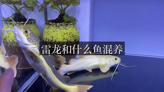 推薦一些適合與雷龍魚混養的魚類