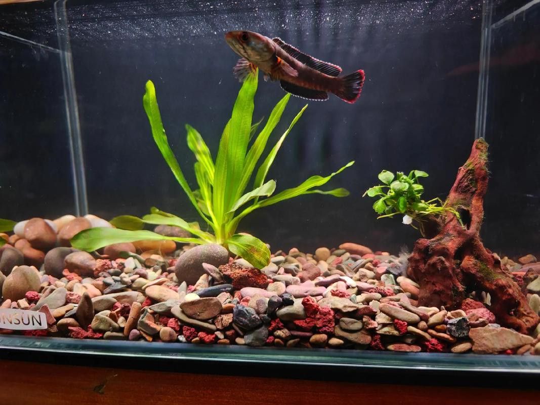 推薦一些適合與雷龍魚混養的魚類