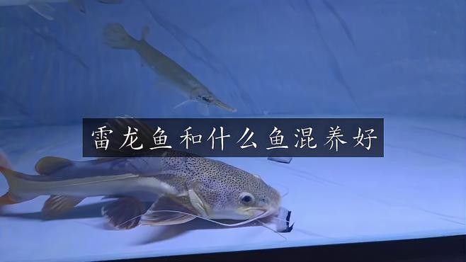 推薦一些適合與雷龍魚混養的魚類
