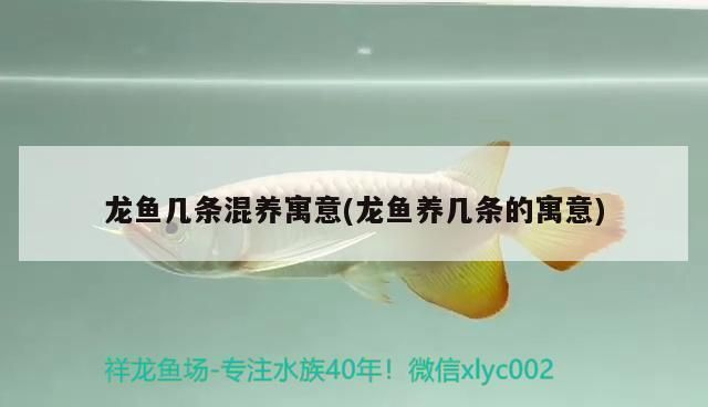 龍魚養幾條的寓意好呢：養一條龍魚是最吉利的選擇，養幾條龍魚是最吉利的選擇