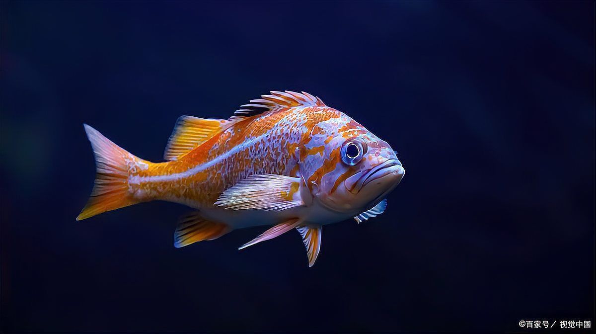 龍魚不開口的最佳方法