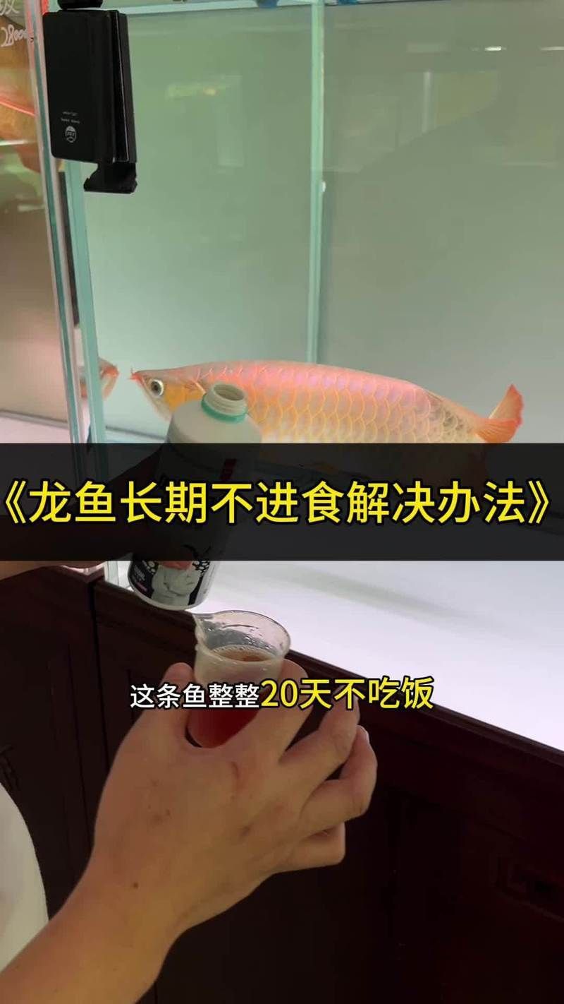 龍魚不開口的最佳方法