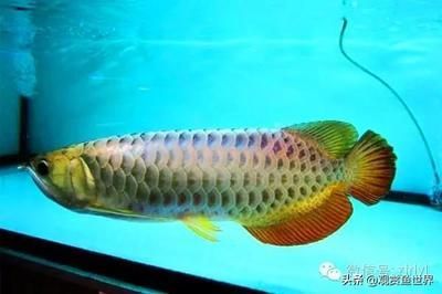 金龍魚名字的由來：金龍魚的名字是由其獨特的外觀特征和外觀特征和吉祥象征決定的