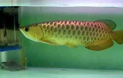 金龍魚幼苗吃什么長得快，金龍魚幼苗喂養(yǎng)注意事項(xiàng)