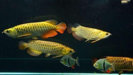 龍魚浮頭是什么意思：龍魚浮頭是一個(gè)復(fù)雜的癥狀，可能涉及多個(gè)方面的因素