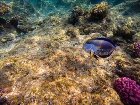 龍魚浮頭是什么意思：龍魚浮頭是一個復雜的癥狀，可能涉及多個方面的因素