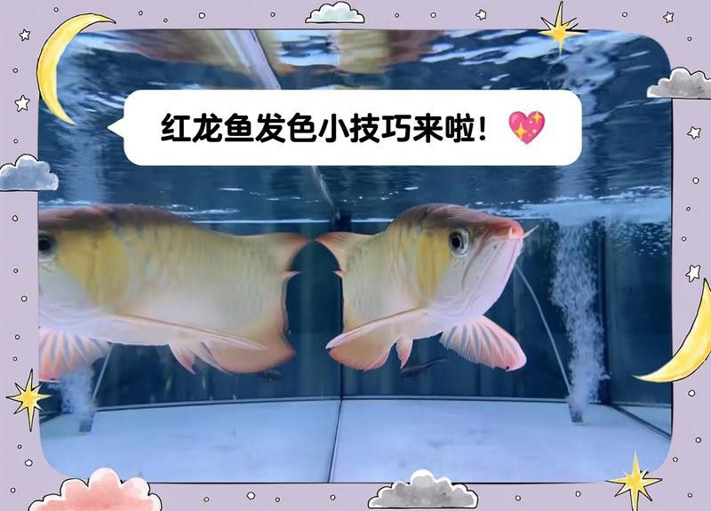 紅龍魚發色期多久調整一次水溫？