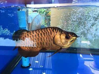 龍魚行情：2024年的龍魚價格呈現出一定的波動