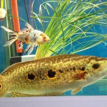 七彩海象魚能和龍魚混養(yǎng)嗎