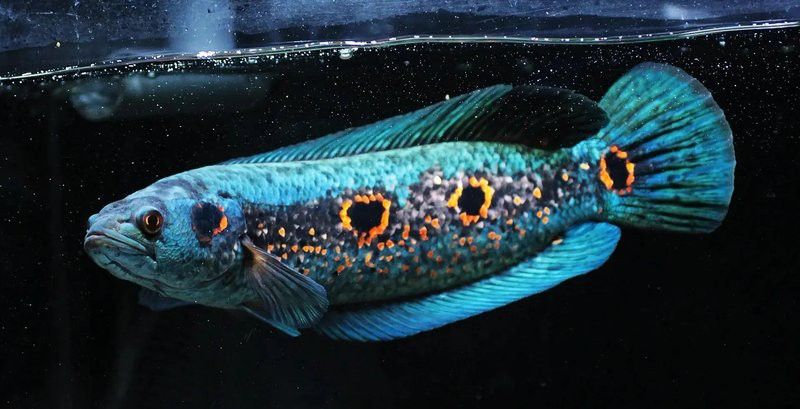 七彩海象魚能和龍魚混養(yǎng)嗎