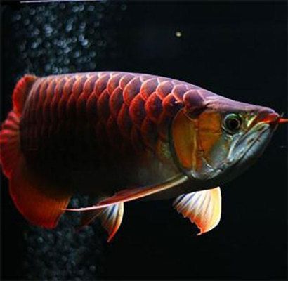 龍魚吃什么上色快一點：如何判斷龍魚飼料質量，龍魚上色的自然食物來源