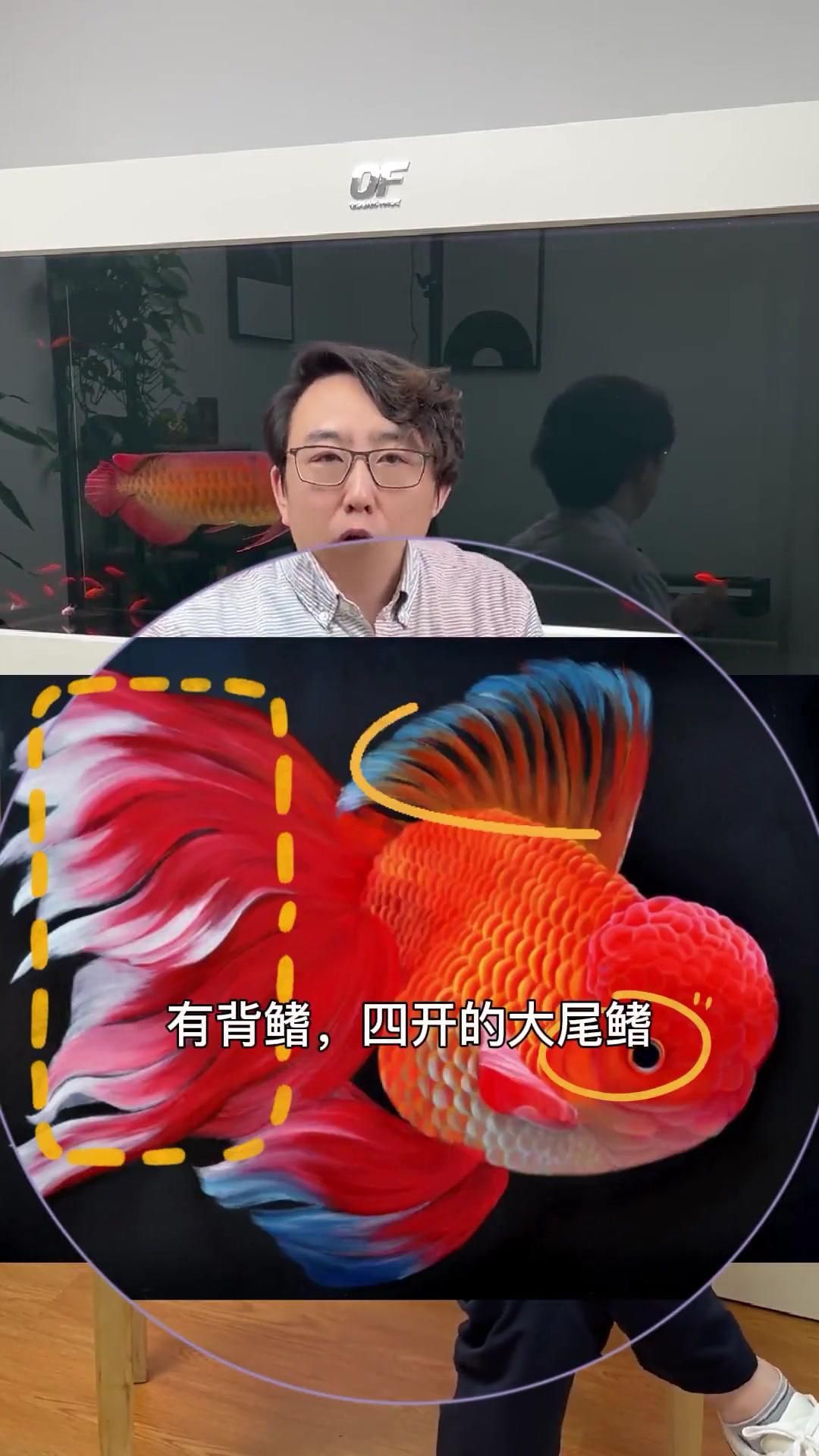 金魚有哪些品種