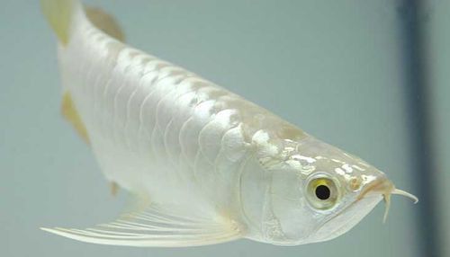 白龍魚圖片大全大圖欣賞