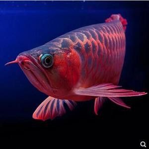 新加坡紅龍魚圖片高清大全圖
